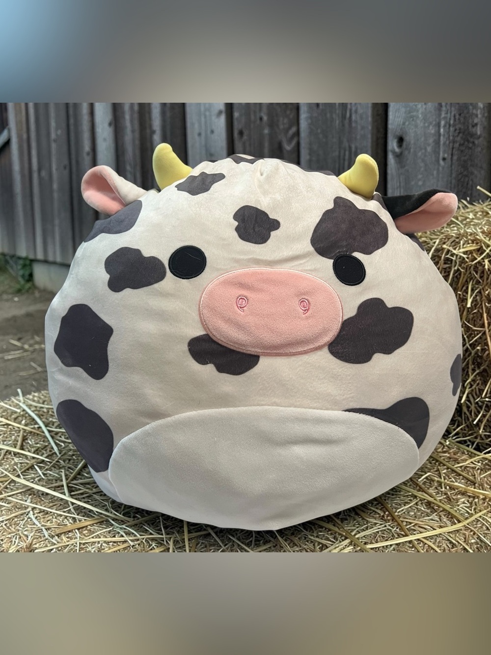 Colin the Cow Squishmallows 16 inch stuffed animal collectible